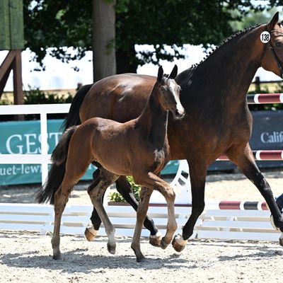 2nd Schockemoehle - Helgstrand International Online Jumping and Dressage Foals Auction 2025