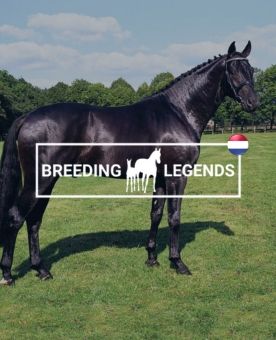 Breeding Legends - Legendes van de fokkerij