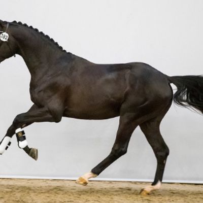 Régional des 3 ans Sport Selle Français by Cheval Normandie