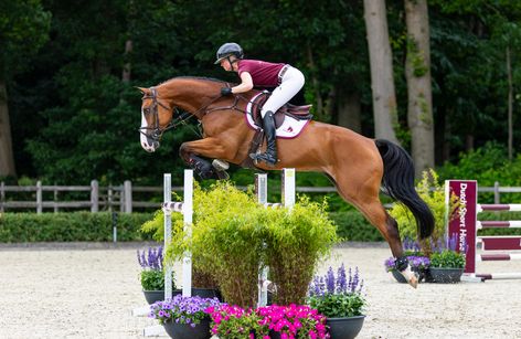 Dutch Sport Horse Sales 2025