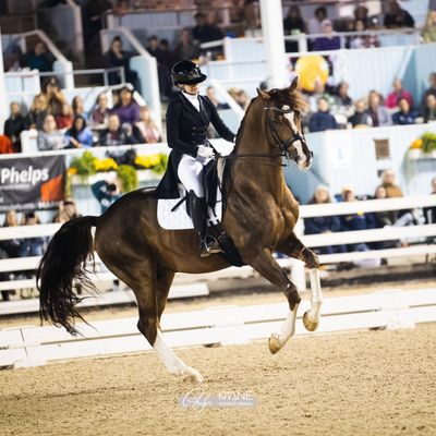 Dressage at Devon