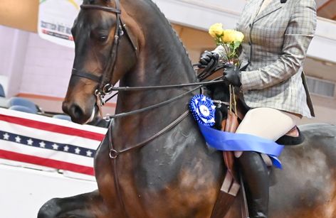 St. Louis National Charity Horse Show: Saddlebred Week