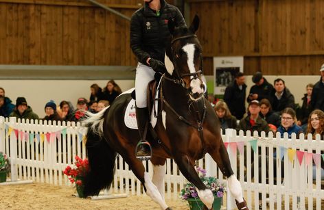 Breen Equestrian Stallion Parade and Stud Open Day
