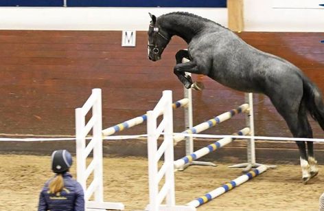 Young Horse Test | SWB Mälardalen