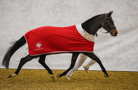 Swiss Breed Classic 2023