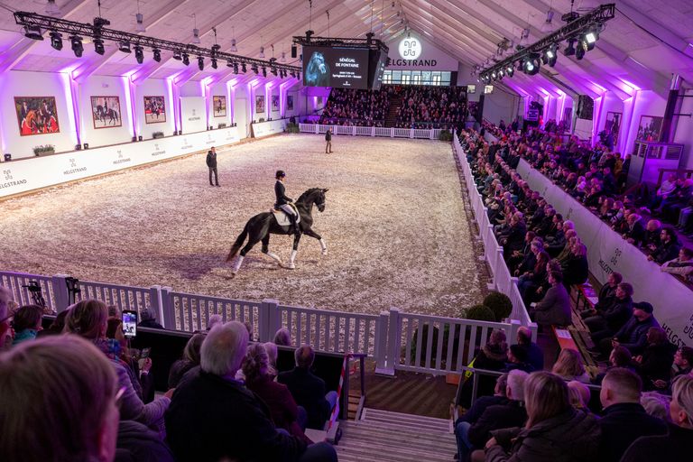 Stallion Streams Live Stream - Helgstrand stallion show 2024 - 2024 | Videos, Live ...