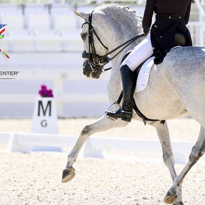 CDI3* WEC January Dressage presented by Hampton Green Farms