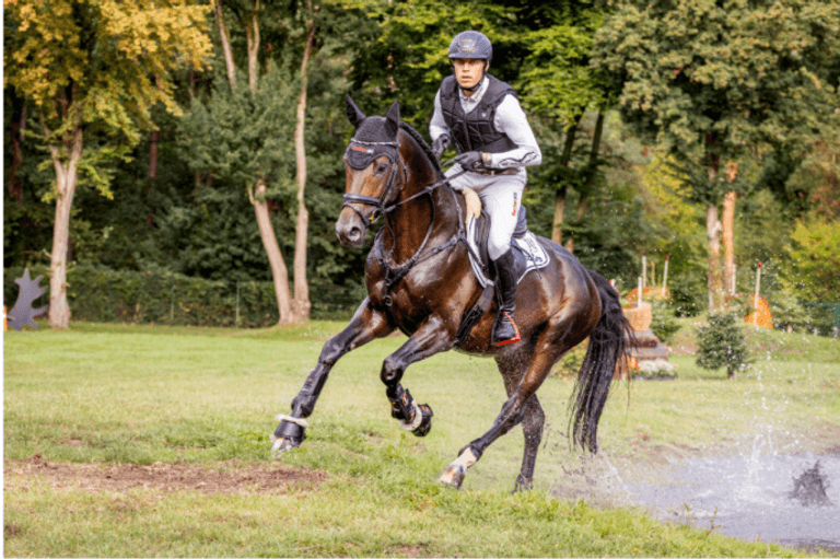Stallion Streams Stallion Show - Marbacher Hengstvorstellung 2026 - 2026 | Videos, Live ...