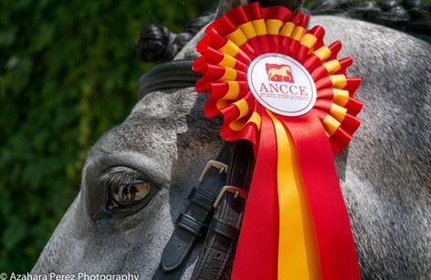 PSCJ ANCCE Sevilla 2025