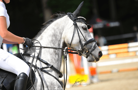 Reitsport-Event | Springen