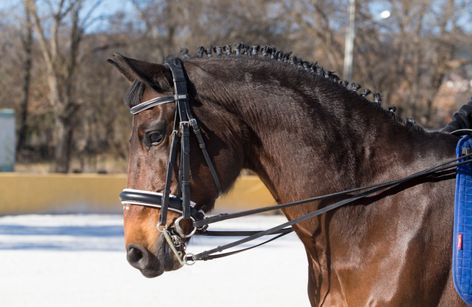 CDN2* y Copa ANCCE BAZREAL 2025