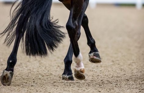 Dressage Ireland National Youth Championships