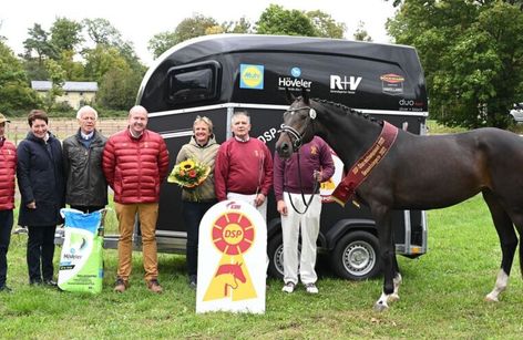 DSP Stutenchampionat Hofgut Kranichstein in Darmstadt
