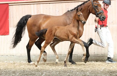 DWB Elitefoal Auction 2025 - Presented by Dansk Hesteforsikring
