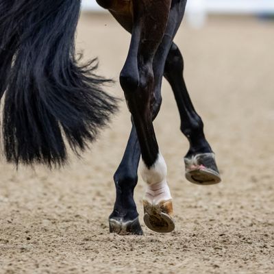 Championnats d'Europe - Master du Cheval Ibérique 2025