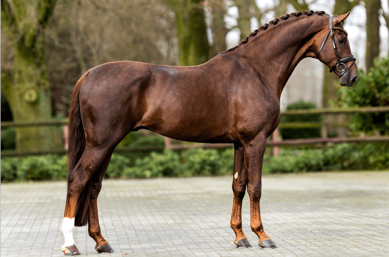 Live Stream - Hengstenshow Reesink Stallions - 2025 | Videos, Live ...