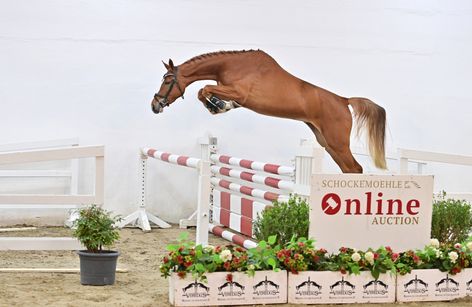 Schockemoehle Online Auction - Young Jumpers