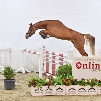 Schockemoehle Online Auction - Young Jumpers