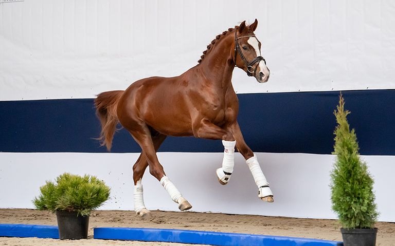Stallion Streams Live Stream - AES Stallion Grading - 2023 | Videos, Live Streams, Films ...