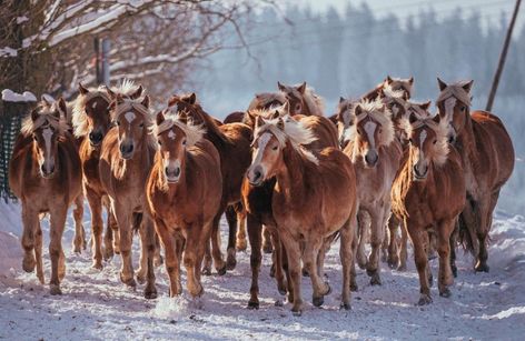 Auktion für Haflinger und Edelbluthaflinger - Haflingergestüt Meura