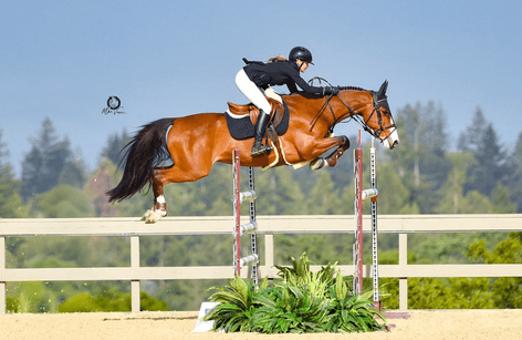 SILICON VALLEY EQUESTRIAN FESTIVAL 2