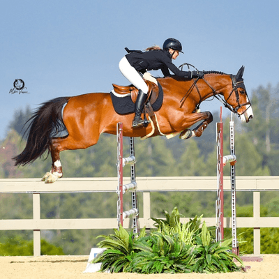 SILICON VALLEY EQUESTRIAN FESTIVAL 2