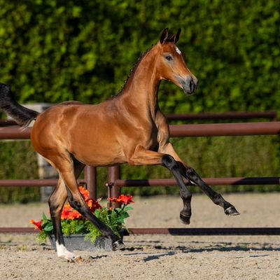 Trigon Auctions - Foal Auction 2025