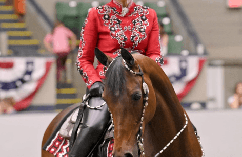 CT Morgan Open Horse Show