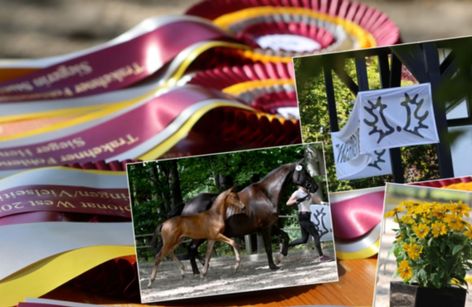 FOHLENSOMMER - Trakehner Fohlenchampionat West & Kamingespräch