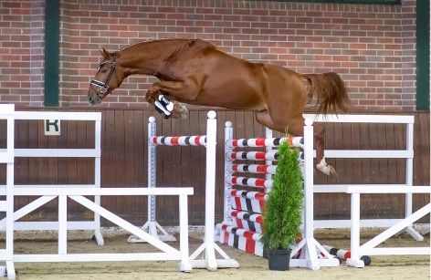 Évènement Femelles 2 & 3 ans - Selle Français - Fontainebleau
