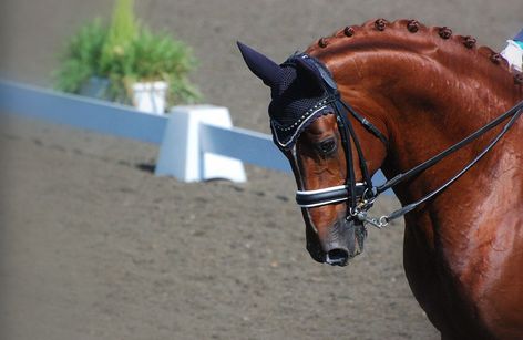 CDI1* Copa del Azúcar - Club Campestre de Cali 2025