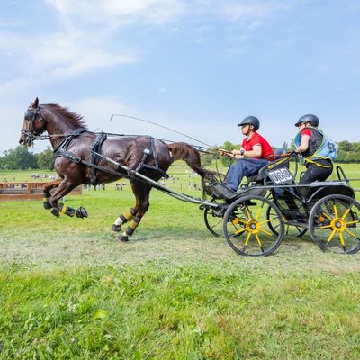 FEI Driving World Championship for Ponies - Haras du Pin