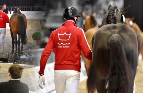 Danish Warmblood Stallion Show, CDI5*, CDI4*, CSI3* and CSI2*