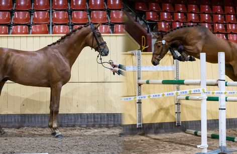 Young Horse Test | SWB Malmöhus