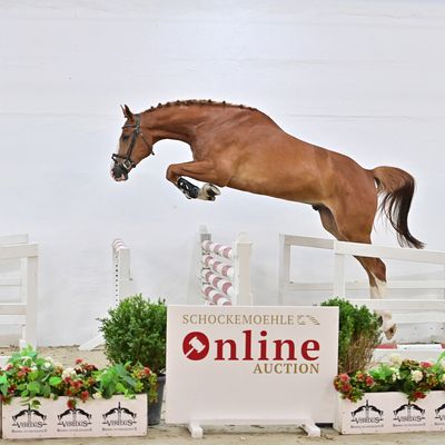 Schockemoehle Online Auction - Young Jumpers