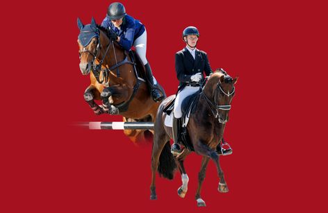 Westfälische Reitpferdekörung 2025