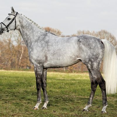 5. Trakehner Onlineauktion für Tiefgefriersperma (TG)