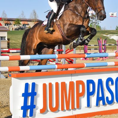 Paso Park Oak Tree Classic