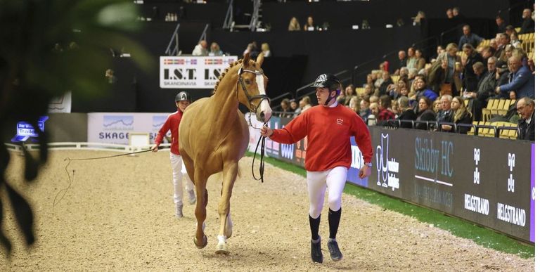Stallion Streams Live Stream - Dansk varmblods hingstekåring 2025 / Danish Warmblood ...