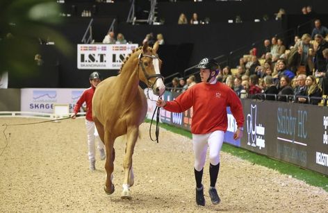 Dansk varmblods hingstekåring 2025 / Danish Warmblood Stallion Show, CDI5*, CDI3*, CSI3* and CSI1* 2