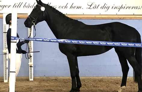 Young Horse Test | SWB Ädla Hästen Skaraborg