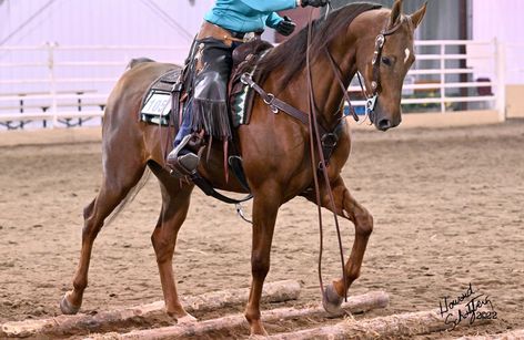 St. Louis National Charity Horse Show