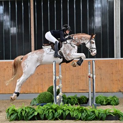 Schockemoehle Online Auction - Show Jumpers