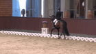 CPEDI3* Blue Hors Para - CPEDI3* Individual IV (IV Ch Ind)